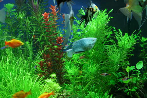 هیگرفیلا ویستریا